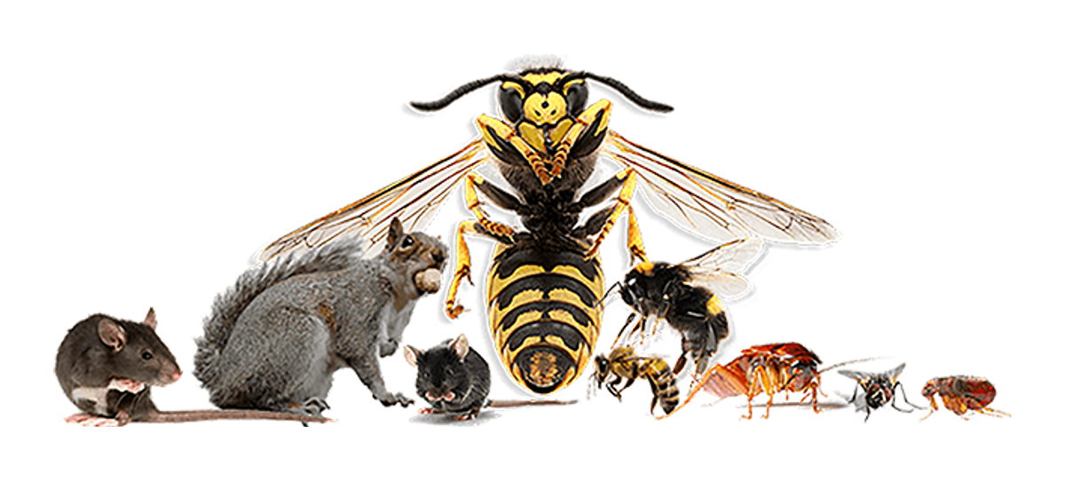 Professional Wasp Nest Removal Leeds - Wasptec West Yorkshire