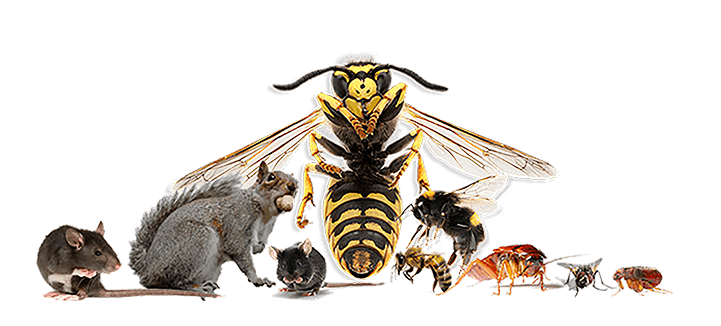 Expert Pest Control Leeds - Wasptec Representative