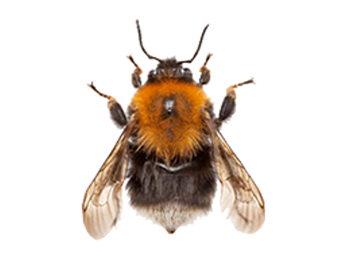 Safe Bumble Bee Relocation West Yorkshire