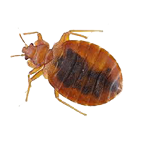 Fixed Price Bedbug Removal Leeds LS28 Pudsey