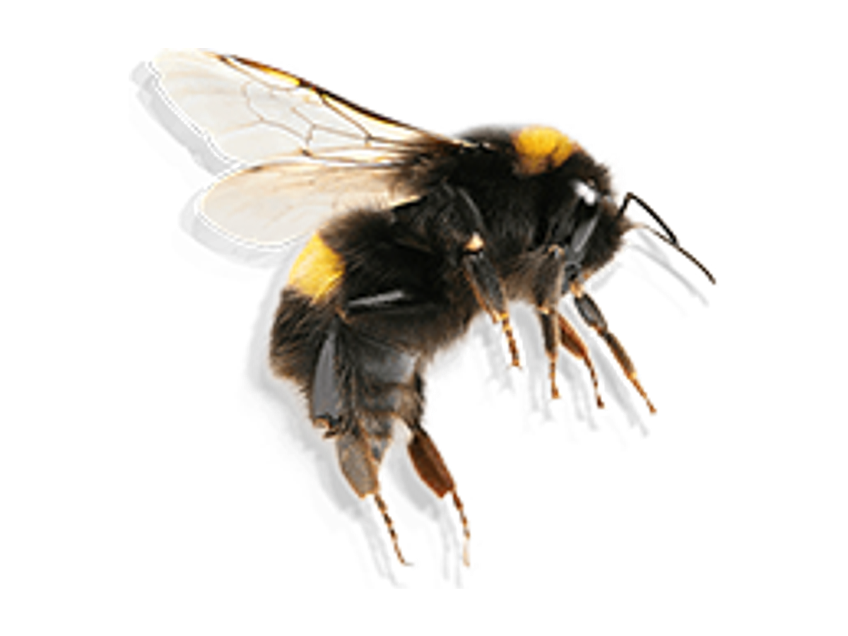Fixed Price Bumble Bee Removal Leeds LS28 Pudsey