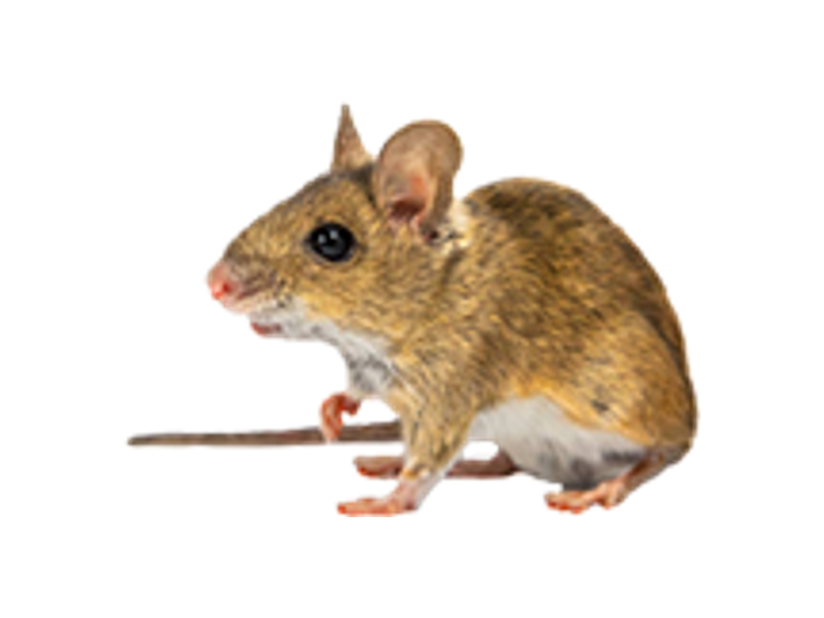 Professional Field Mouse Control Leeds - Wasptec West Yorkshire
