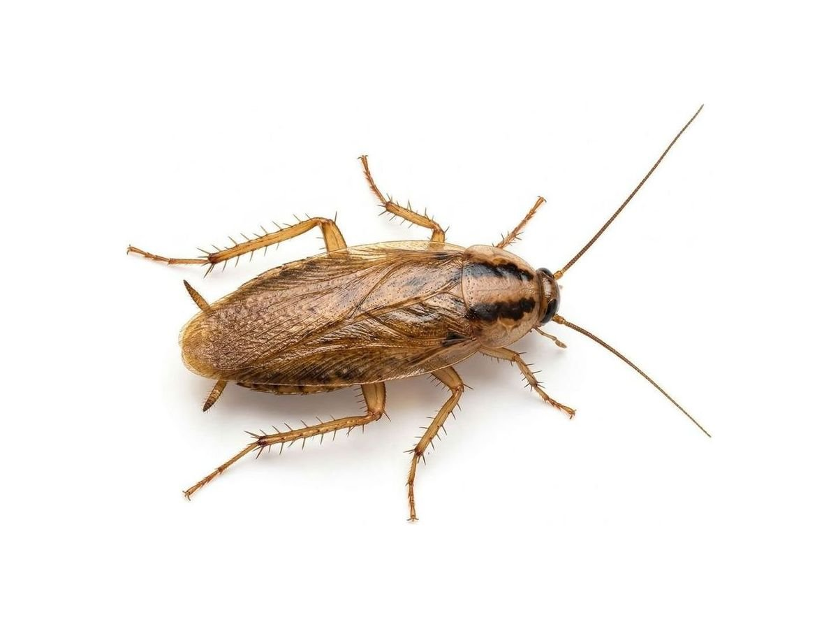 Fixed Price Flea Removal Leeds LS28 Pudsey