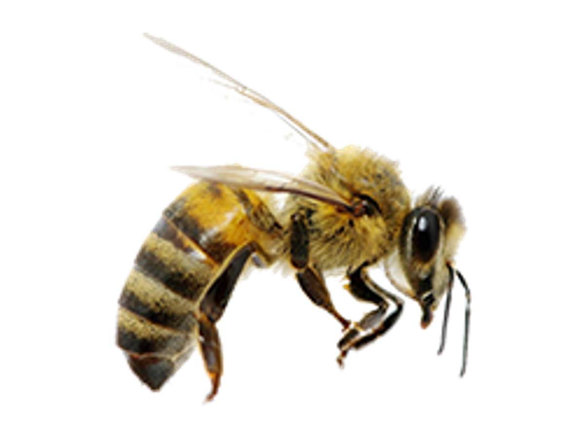 Specialist Honey Bee Control Leeds
