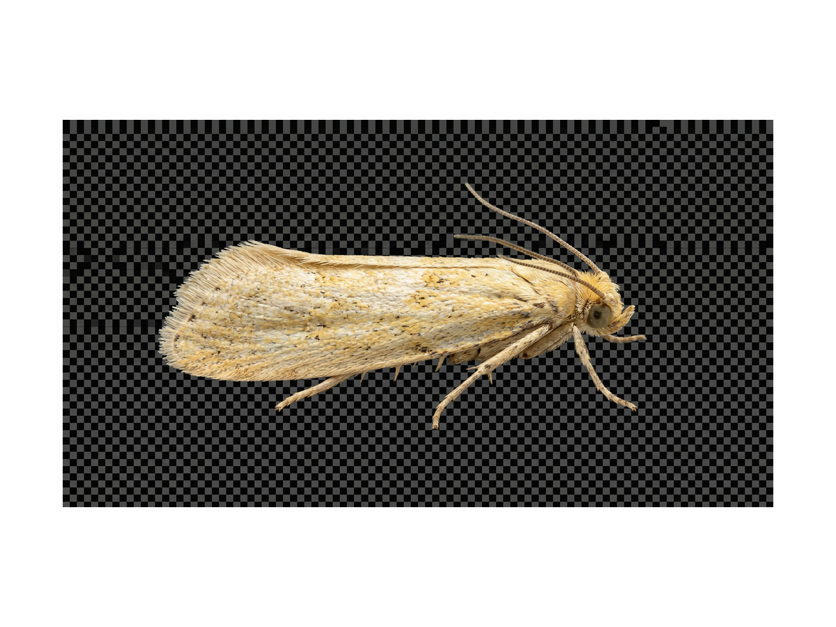 Fixed Price Moth Removal Leeds LS28 Pudsey