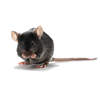 Professional Mouse Control Leeds - Wasptec West Yorkshire