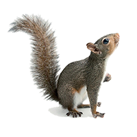 Professional Squirrel Control Leeds - Wasptec West Yorkshire
