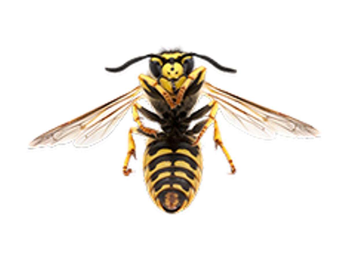 Emergency Wasp Nest Removal Leeds LS28 Pudsey