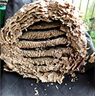wasp nest wasp nest