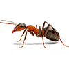 Ant Ant Image