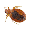 Bedbug Bedbug Image