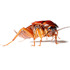 Cockroach Cockroach Image