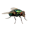 Fly Image Fly Image