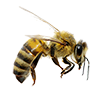 Honey Bee Honey Bee Image