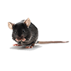 Mouse Mouse Image