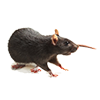 Picture of Rat Rat Image