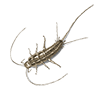 Silverfish Silverfish Image