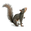 Squirrel Image Squirrel Image for wasp nest removal leeds